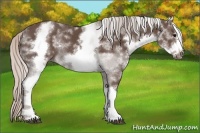 Horse Color:White Spotted Silver Black Sabino Frame Rabicano