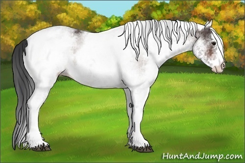 Horse Color:White Spotted Bay 