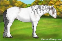 Horse Color:White Spotted Bay 