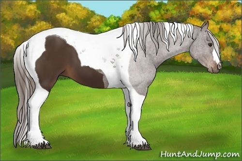 Horse Color:Liver Chestnut Tobiano
