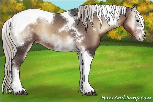 Horse Color:White Spotted Silver Blue Onyx Splash Tobiano Frame 