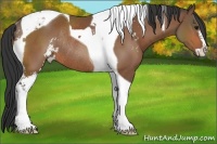Horse Color:Bay Sabino Tobiano Rabicano 
