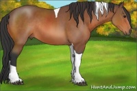Horse Color:Bay Sabino Tobiano Rabicano