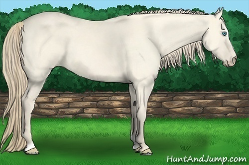 Horse Color:Perlino Dun Sabino 
