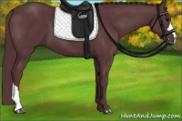 Horse Color:Chocolate Black 