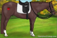 Horse Color:Chocolate Black 