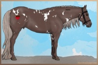 Horse Color:White Spotted Chocolate Silver Black