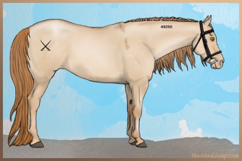 Horse Color:Red Dun Pearl Sabino 