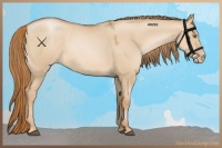 Horse Color:Red Dun Pearl Sabino 