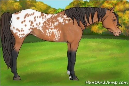 Horse Color:Bay Appaloosa 