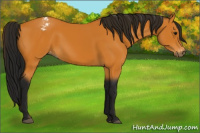 Horse Color:Gray Buckskin Varnish