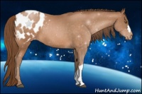 Horse Color:Brown Pearl Appaloosa 