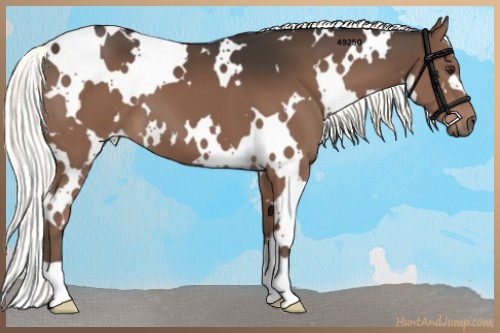 Horse Color:White Spotted Liver Chestnut 