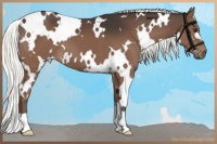 Horse Color:White Spotted Liver Chestnut 