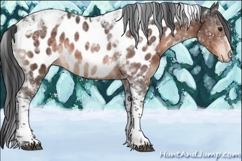 Horse Color:Brown Mushroom Tobiano Near Leopard Rabicano 