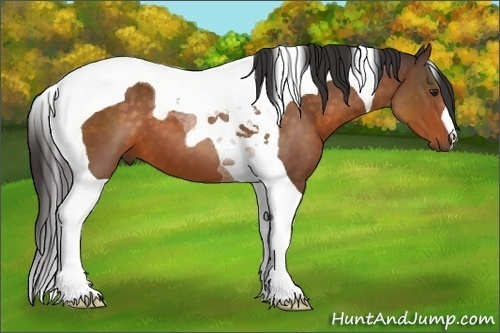 Horse Color:Buckskin Tobiano 