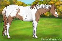 Horse Color:Chestnut Tobiano Appaloosa