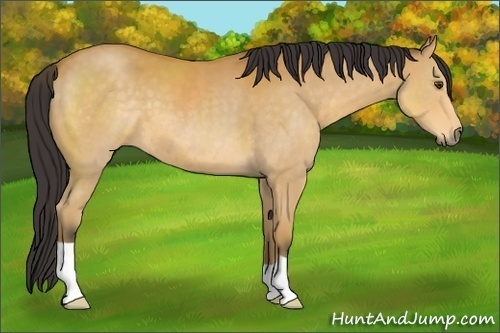 Horse Color:Buckskin 