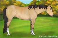 Horse Color:Buckskin 
