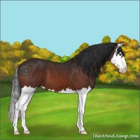 Horse Color:Brown Splash 