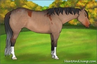 Horse Color:Brown Dun 