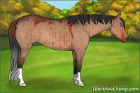 Horse Color:Brown Dun 
