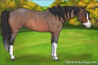 Horse Color:Bay Roan Splash