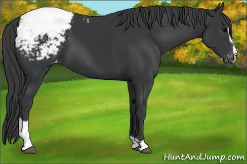 Horse Color:Black Sabino Snowcap