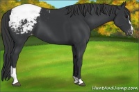 Horse Color:Black Sabino Snowcap 