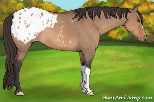 Horse Color:Bay Dun Appaloosa 