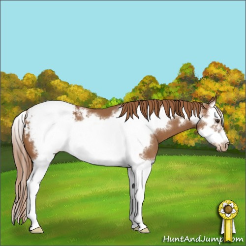 Horse Color:Chestnut Splash Frame Snowcap 