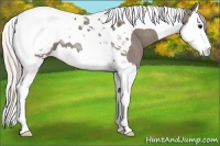 Horse Color:Silver Grullo Splash Tobiano Appaloosa 
