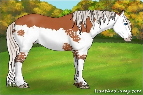 Horse Color:Silver Bay Splash 
