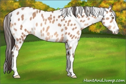 Horse Color:White Spotted Sable Champagne Appaloosa 