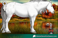 Horse Color:White Spotted Bay Ice Appaloosa 