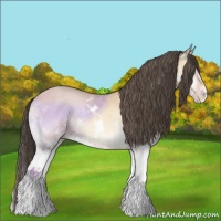 Horse Color:Amber Champagne Onyx Splash 