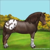 Horse Color:Liver Chestnut Tobiano Blanket 