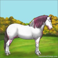 Horse Color:Watercolor Amber Champagne Ice Tobiano Near Fewspot 