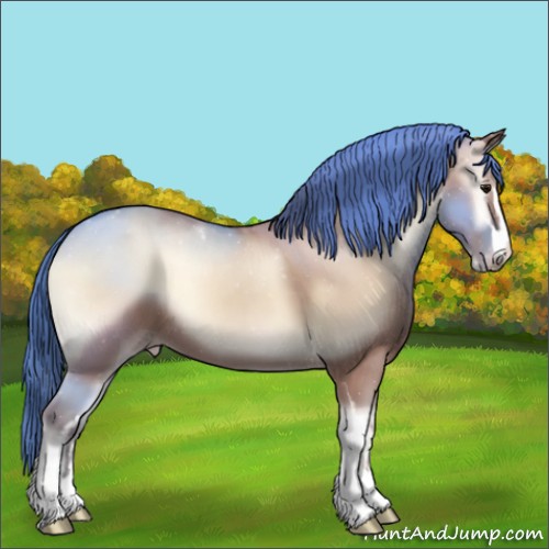 Horse Color:Classic Champagne Onyx Sabino 