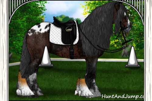 Horse Color:Bay Ice Sabino Appaloosa 