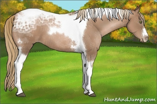 Horse Color:Liver Chestnut Ice Pearl Tobiano 