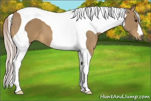 Horse Color:Palomino Tobiano