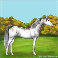 Horse Color:Platinum White Spotted Bay Onyx Splash 