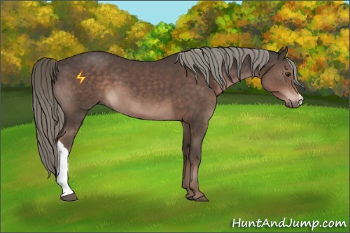 Horse Color:Liver Chestnut Mushroom 