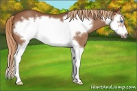 Horse Color:Chestnut Splash Frame