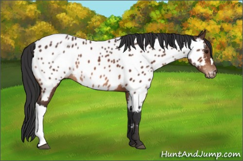 Horse Color:Brown Appaloosa 