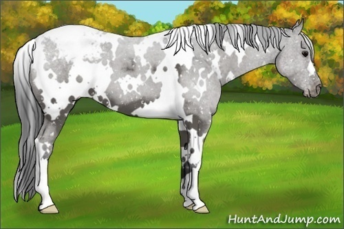 Horse Color:White Spotted Black Appaloosa 