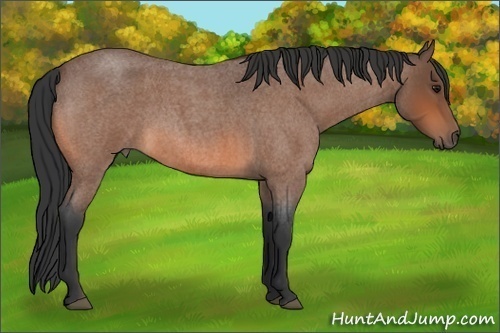 Horse Color:Bay Roan