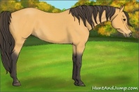 Horse Color:Buckskin Roan 