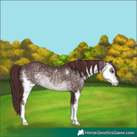 Horse Color:Platinum Chocolate Buckskin Sabino 